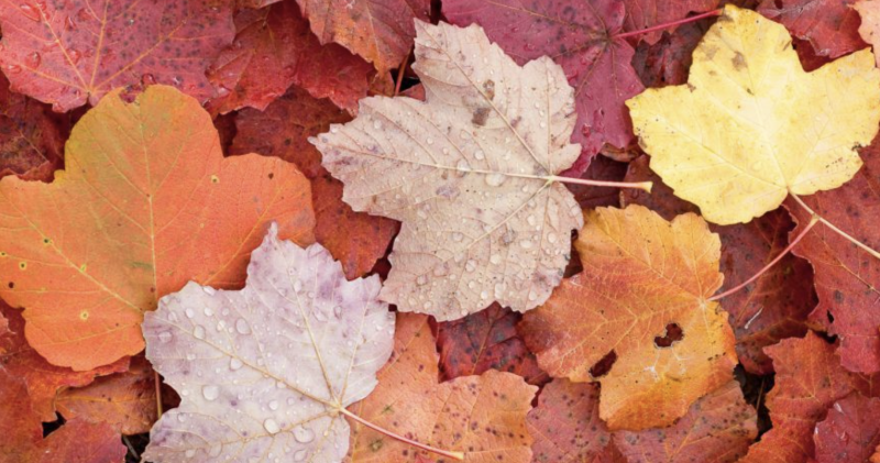 Festival del Fall Foliage